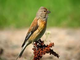 Attēlu rezultāti vaicājumam “Carduelis cannabina adult”