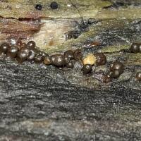 Attēlu rezultāti vaicājumam “Trichia alpina”