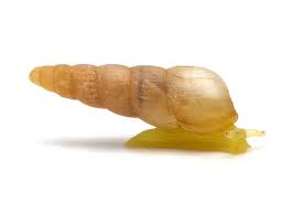 Attēlu rezultāti vaicājumam “Mucronella subtilis”