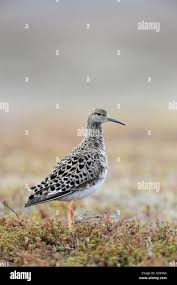 Attēlu rezultāti vaicājumam “Philomachus pugnax adult”