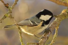 Attēlu rezultāti vaicājumam “Periparus ater”