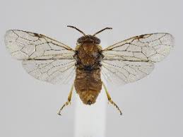 Attēlu rezultāti vaicājumam “Gilpinia”