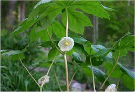 Attēlu rezultāti vaicājumam “Podophyllum hexandrum flower”