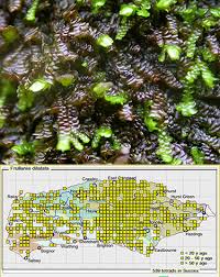 Attēlu rezultāti vaicājumam “Frullania dilatata”