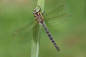 Attēlu rezultāti vaicājumam “Brachytron pratense”