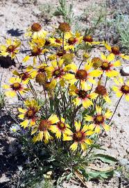 Image result for Gaillardia pulchella