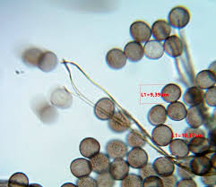 Attēlu rezultāti vaicājumam “Diderma umbilicatum plasmodium”