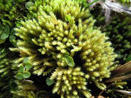 Attēlu rezultāti vaicājumam “Philonotis calcarea”