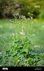 Attēlu rezultāti vaicājumam “Aquilegia vulgaris bud”