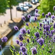 Image result for Lavendel