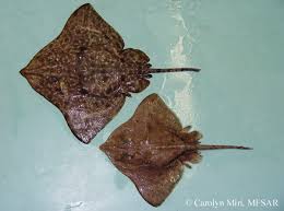 Image result for Amblyraja hyperborea