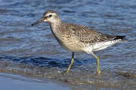 Attēlu rezultāti vaicājumam “Calidris canutus adult”