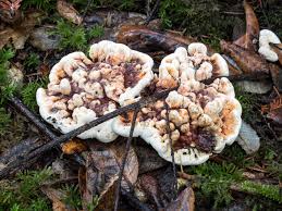 Attēlu rezultāti vaicājumam “Hydnellum aurantiacum”