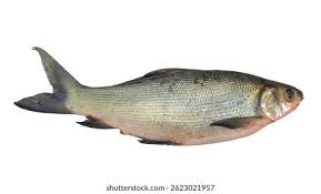 Image result for Chanos chanos