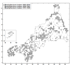 Attēlu rezultāti vaicājumam “Brachythecium rivulare sporophyte”