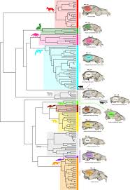 Attēlu rezultāti vaicājumam “Carnivora”