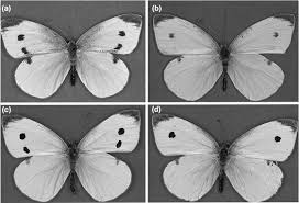 Attēlu rezultāti vaicājumam “Pieris rapae male”