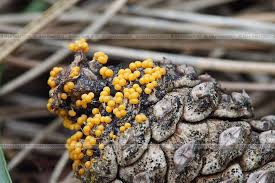 Attēlu rezultāti vaicājumam “Badhamia foliicola”