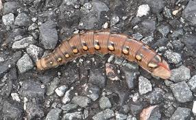 Attēlu rezultāti vaicājumam “Hyles gallii imago”