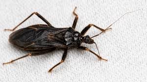 Attēlu rezultāti vaicājumam “Reduvius personatus”