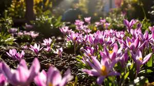 Image result for Herbstzeitlose