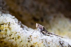 Attēlu rezultāti vaicājumam “Machilidae”