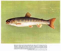 Image result for Salvelinus alpinus oquassa