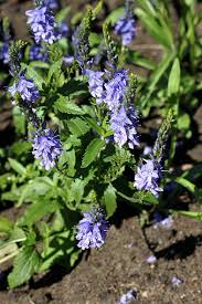 Attēlu rezultāti vaicājumam “Veronica austriaca subsp. teucrium leaf”