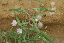 Attēlu rezultāti vaicājumam “Lactuca tatarica bud”