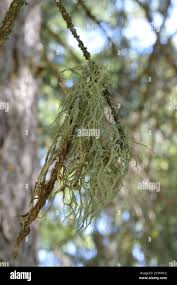 Attēlu rezultāti vaicājumam “Evernia divaricata”