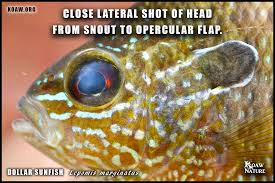 Attēlu rezultāti vaicājumam “Lophozia laxa macro”