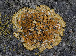 Attēlu rezultāti vaicājumam “Caloplaca saxicola”