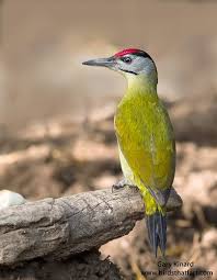 Attēlu rezultāti vaicājumam “Picus canus”