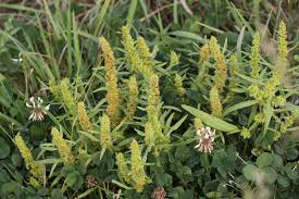 Attēlu rezultāti vaicājumam “Rumex maritimus leaf”