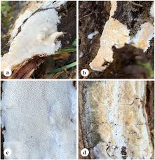 Attēlu rezultāti vaicājumam “Sidera lenis”