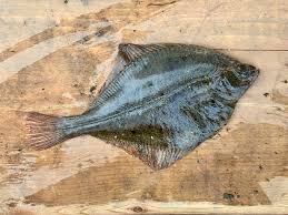 Image result for Liopsetta glacialis