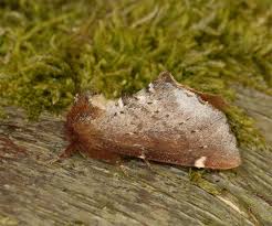 Attēlu rezultāti vaicājumam “Odontosia carmelita”