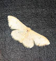 Attēlu rezultāti vaicājumam “Idaea straminata”