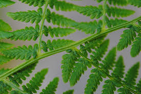 Attēlu rezultāti vaicājumam “Athyrium filix-femina”