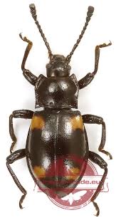 Attēlu rezultāti vaicājumam “Endomychidae”