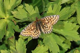 Attēlu rezultāti vaicājumam “Boloria aquilonaris upperside”