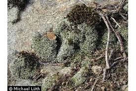 Attēlu rezultāti vaicājumam “Bryum”