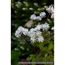 Attēlu rezultāti vaicājumam “Thalictrum”