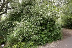 Attēlu rezultāti vaicājumam “Philadelphus coronarius”