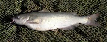 Image result for Ictalurus punctatus