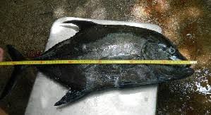 Image result for Caranx lugubris