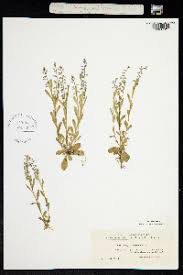 Attēlu rezultāti vaicājumam “Polygala amarella”