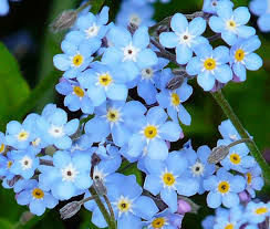 Attēlu rezultāti vaicājumam “Myosotis”