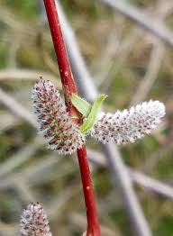 Attēlu rezultāti vaicājumam “Salix purpurea male flower”