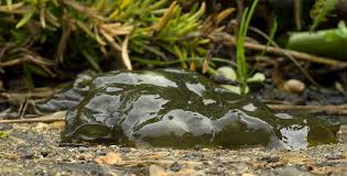 Attēlu rezultāti vaicājumam “Nostoc commune”